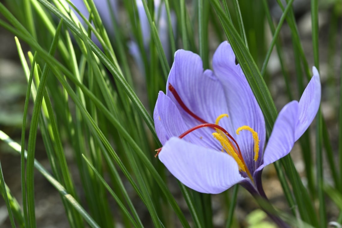 Safran-Krokus (Crocus sativus)