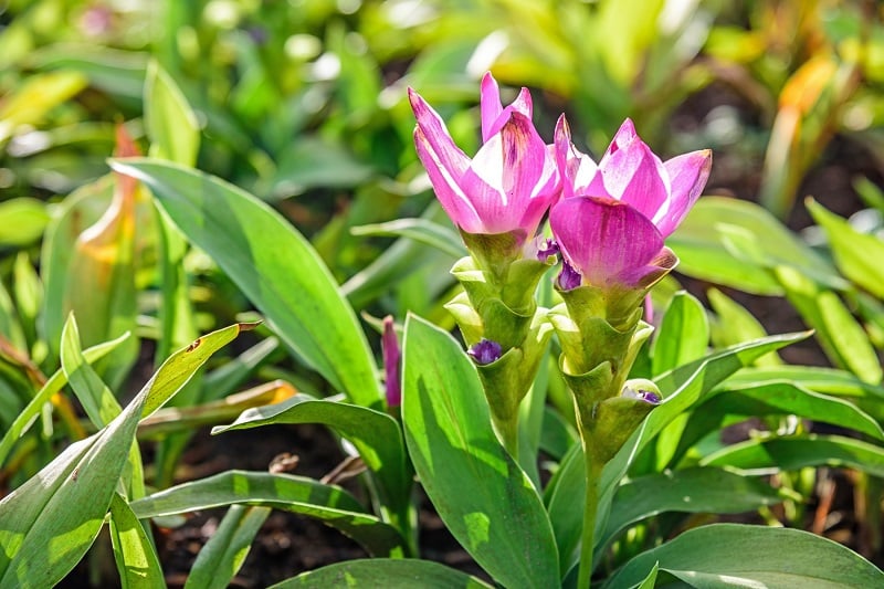 Safranwurz (Curcuma alismatoflia)