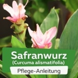 Safranwurz (Curcuma alismatifolia)