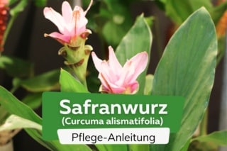 weiße orchideen kaufen Orchidee Weiss main image 0