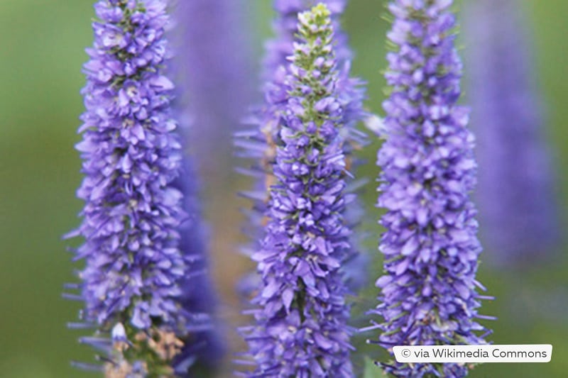 Scheinähriger Garten-Ehrenpreis (Veronica spicata 'Ulster Blue Dwarf')