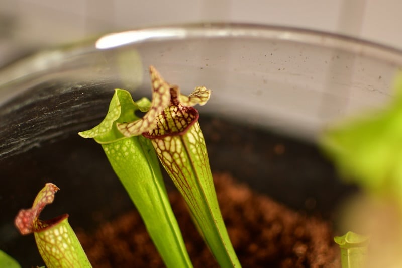 Schlauchpflanze (Sarracenia) im Glas