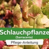 Rote Schlauchpflanze (Sarracenia purpurea)