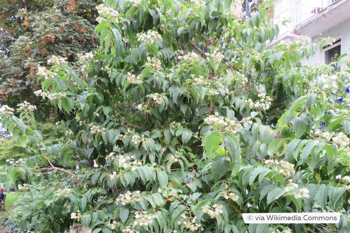 Sieben-Söhne-des-Himmels-Strauch (Heptacodium miconioides)