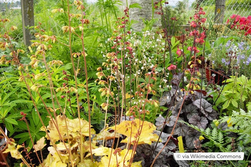 Silberglöckchen (Heuchera americana 'Ginger Ale')