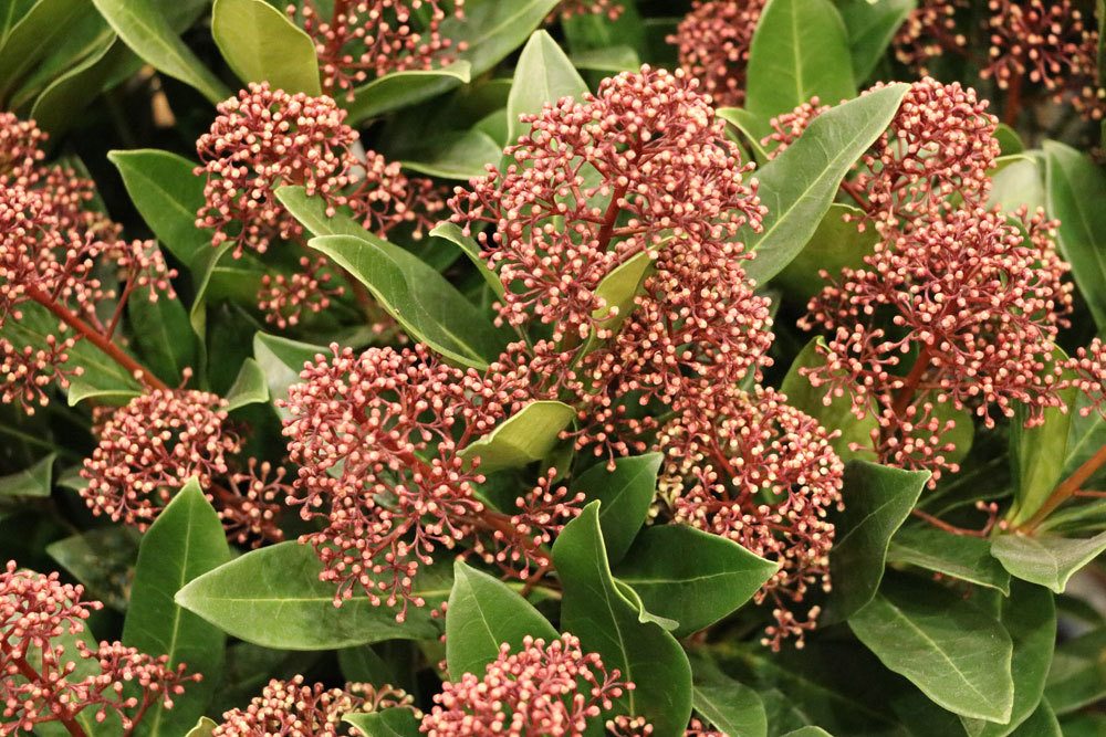 Skimmie, Skimmia japonica