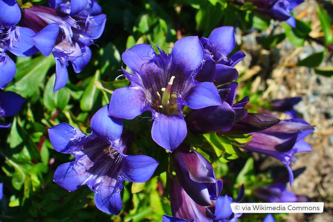 Sommerenzian (Gentiana septemfida var. lagodechiana)