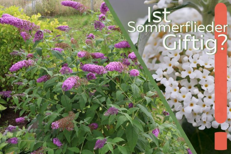 Sommerflieder, Buddleja