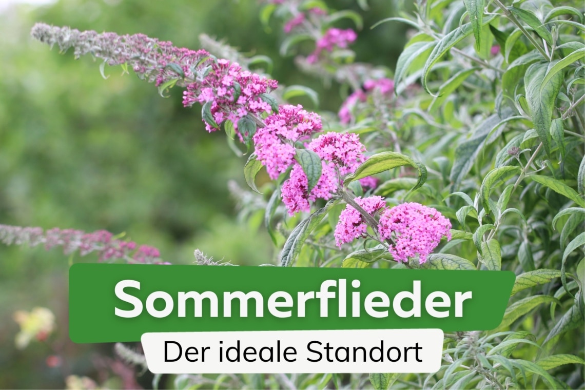 Sommerflieder Standort