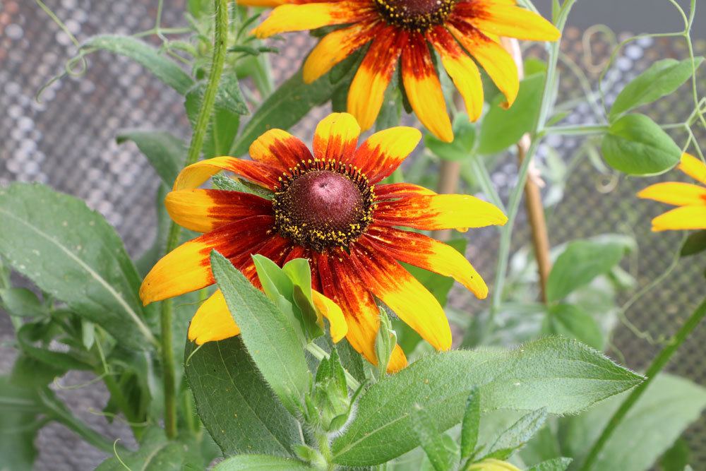 Sonnenhut, Echinacea