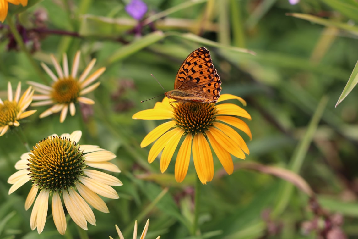 Sonnenhut (Echinacea)