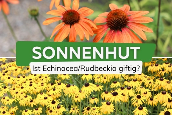 Sonnenhut giftig