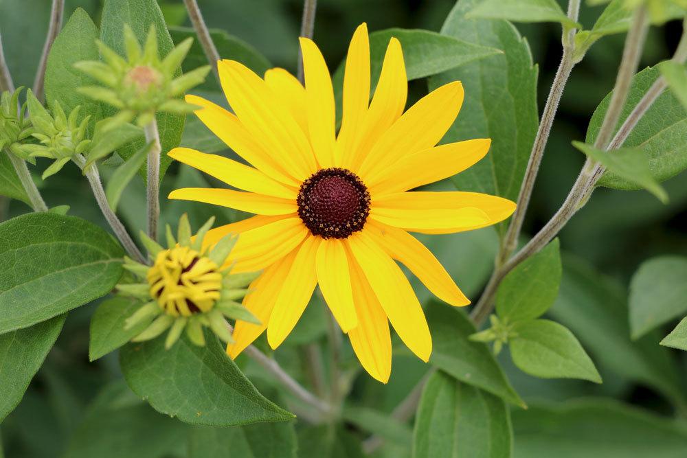 Sonnenhut, Rudbeckia