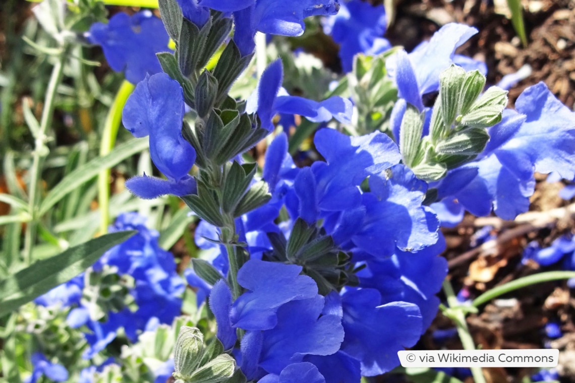 Spätherbst-Salbei (Salvia azurea var. grandiflora)