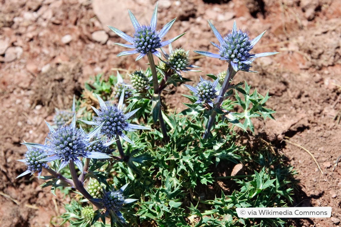 Spanischer Mannstreu (Eryngium bourgatii)