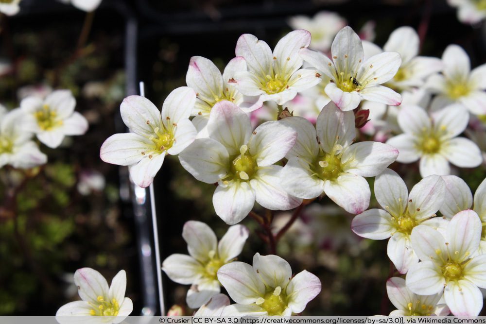 Steinbrech - Saxifraga arendsii