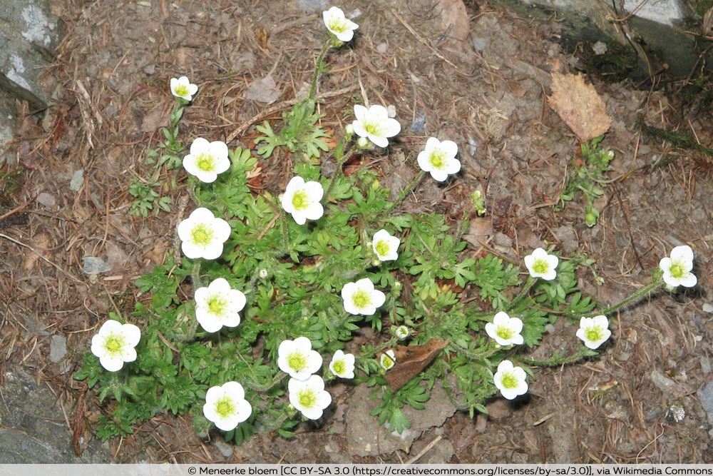 Steinbrech - Saxifraga arendsii