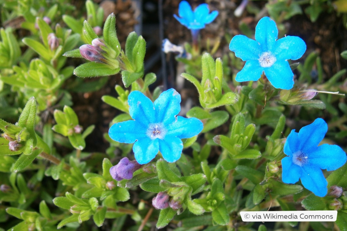 Steinsame (Lithodora diffusa 'Heavenly Blue')