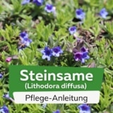 Steinsame (Lithodora diffusa)