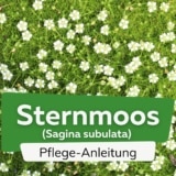 Sternmoos (Sagina subulata)