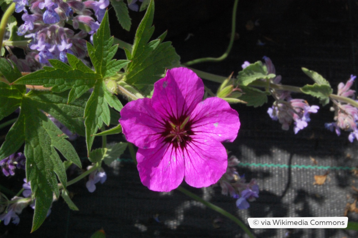 Storchschnabel (Geranium psilostemon 'Patricia')