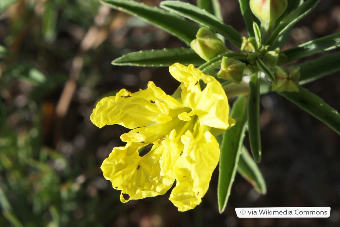 Strauchige Nachtkerze (Calylophus serrulatus)