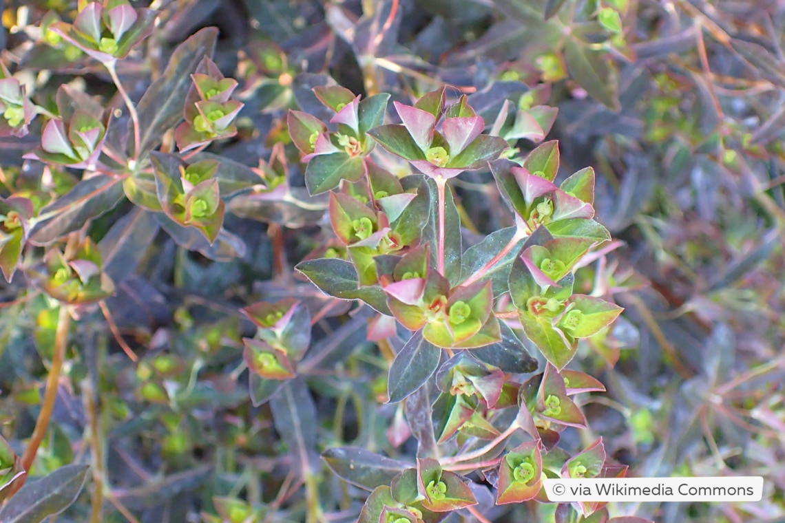 Süße Wolfsmilch (Euphorbia dulcis 'Chameleon')