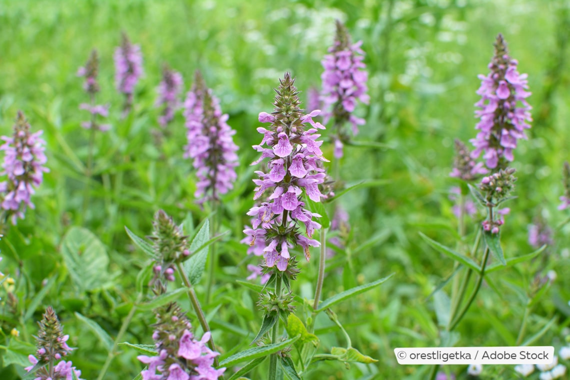 Sumpf-Ziest (Stachys palustris)