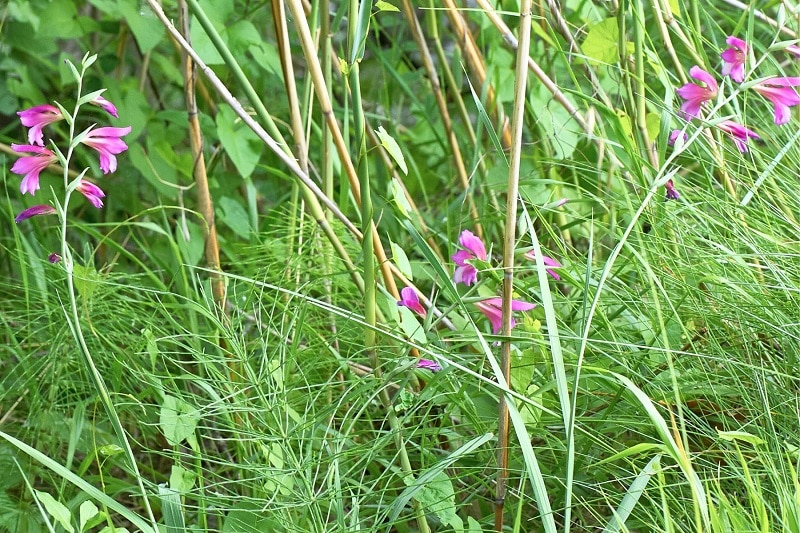 Sumpfgladiole (Gladiolus palustris)