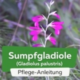 Sumpfgladiole/Spaltgriffel (Gladiolus palustris)