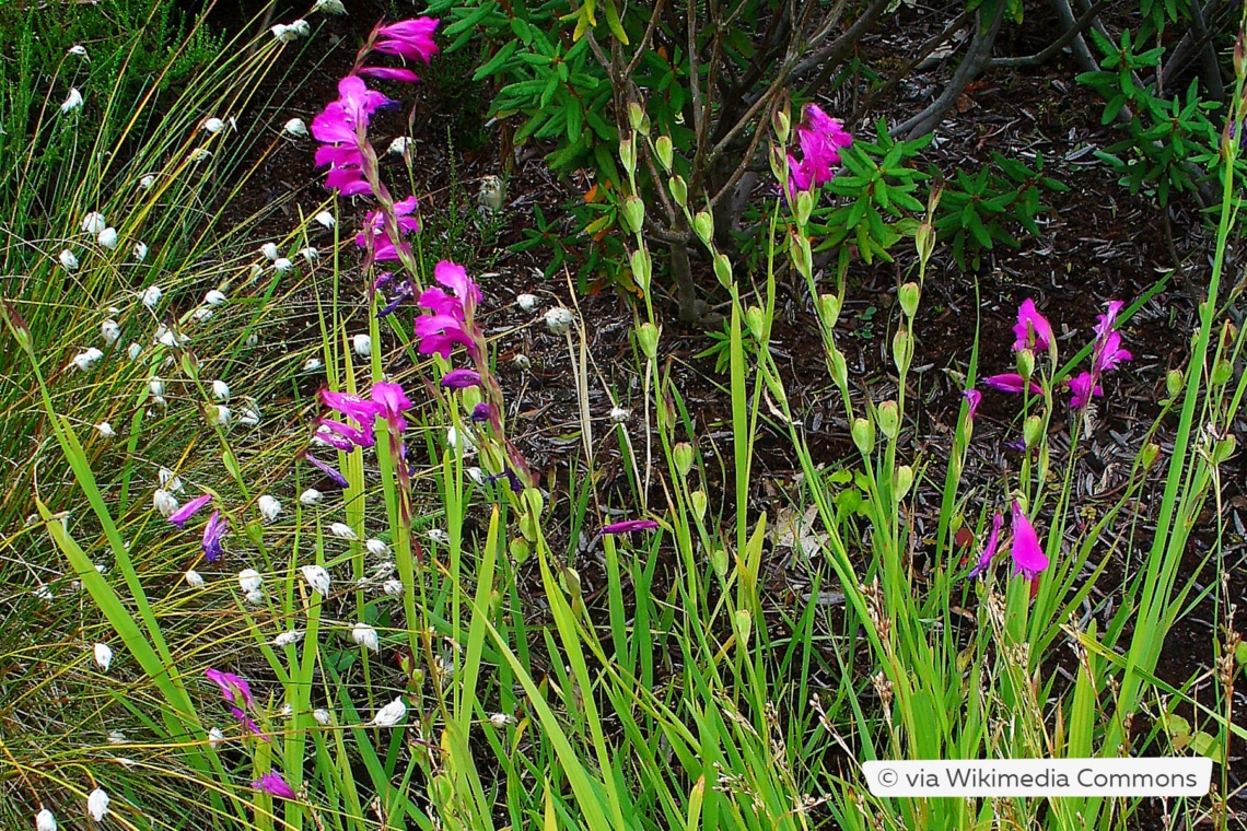 Sumpfgladiole (Gladiolus palustris)