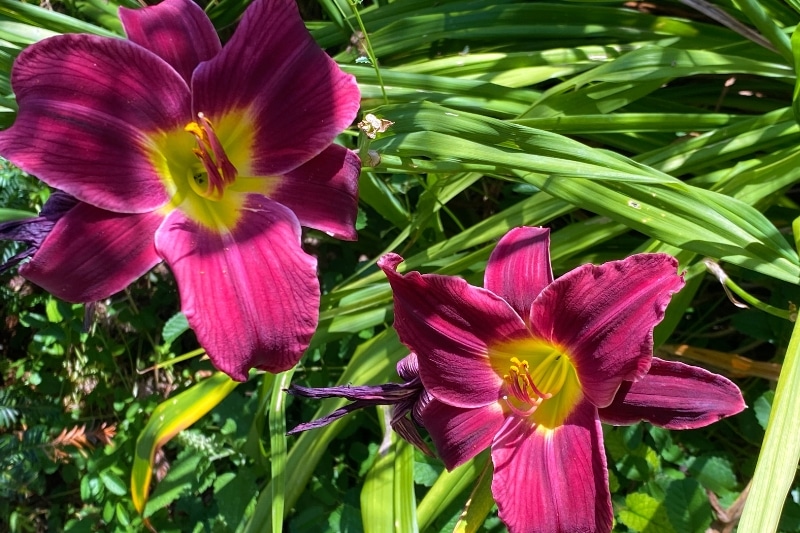 Taglilie (Hemerocallis x cultorum 'Night Embers')