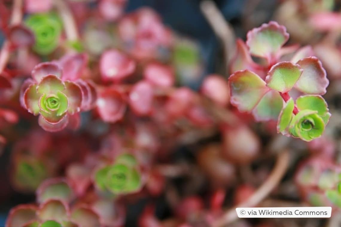 Teppich-Fettblatt (Sedum spurium 'Fuldaglut')