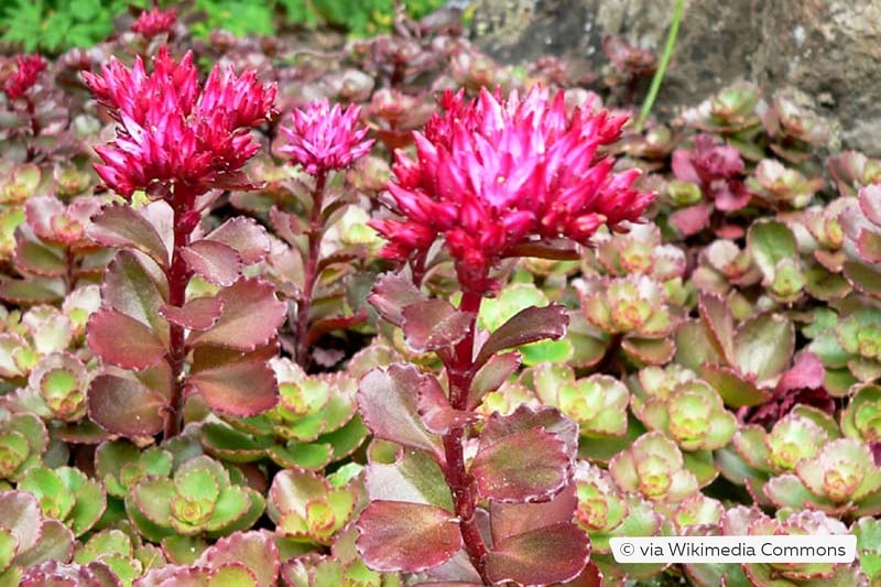 Teppich-Fettblatt (Sedum spurium 'Purpurteppich')