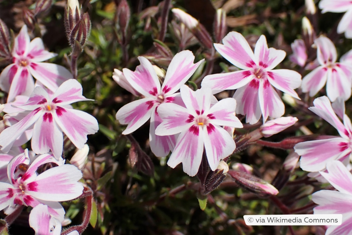 Teppich-Flammenblume (Phlox subulata 'Candy Stripes')