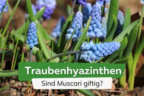 Traubenhyazinthen giftig