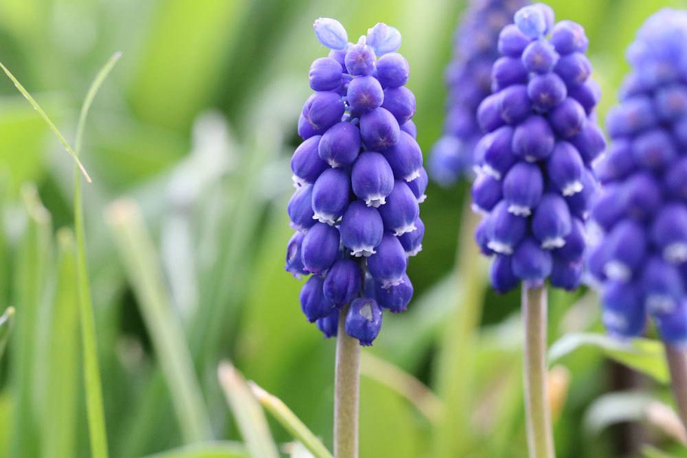 Traubenhyazinthen, Muscari