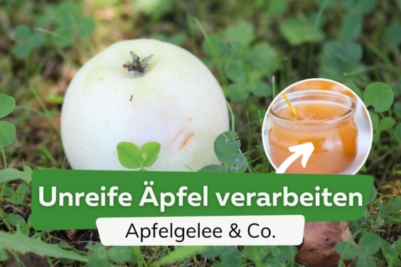 Unreife Äpfel verarbeiten