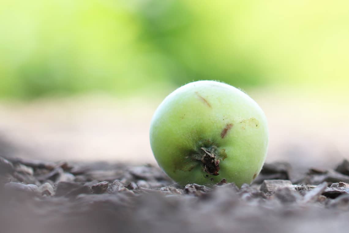 Unreifer, vom Baum gefallener Apfel