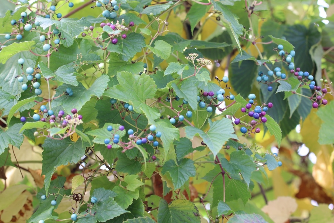 Ussuri-Scheinrebe (Ampelopsis brevipedunculata)