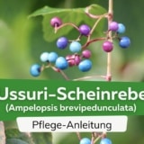 Ussuri-Scheinrebe (Ampelopsis brevipedunculata)