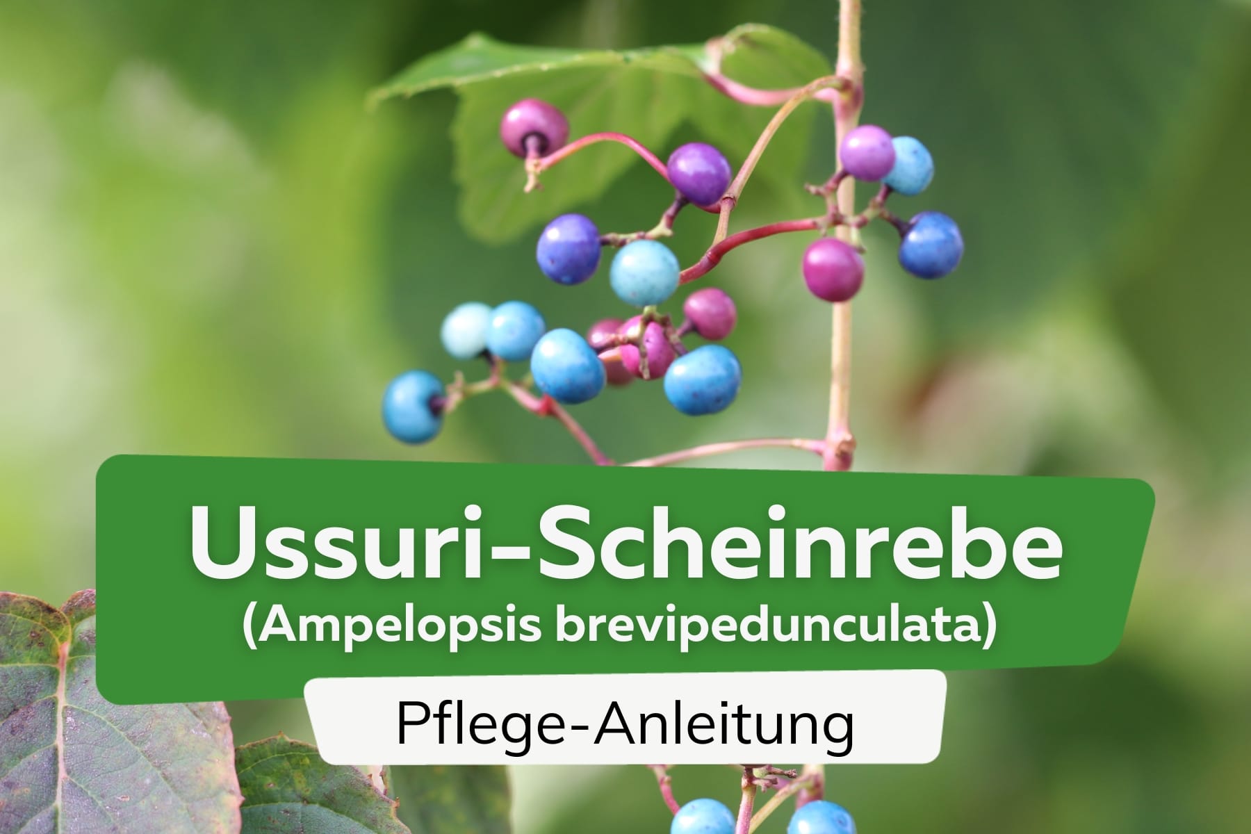 Ussuri-Scheinrebe (Ampelopsis brevipedunculata)