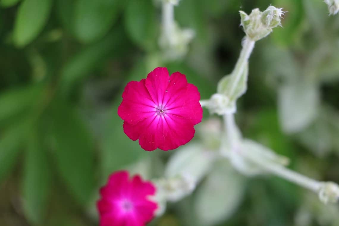 Vexiernelke (Silene coronaria)