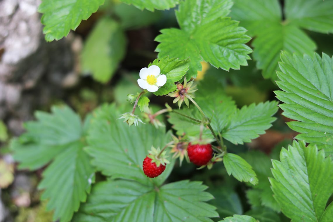 Wald-Erdbeere (Fragaria vesca)