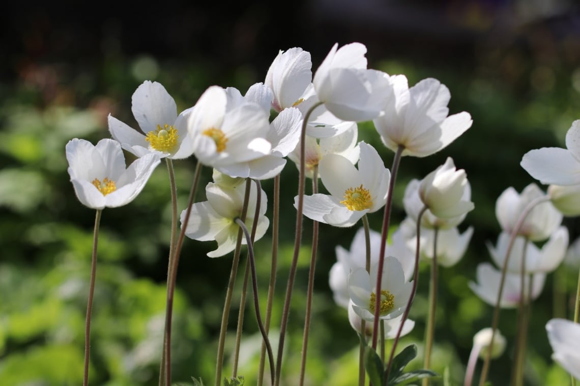 Wald-Windröschen (Anemone sylvestris)