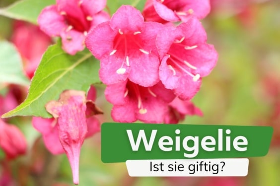 Weigelie giftig