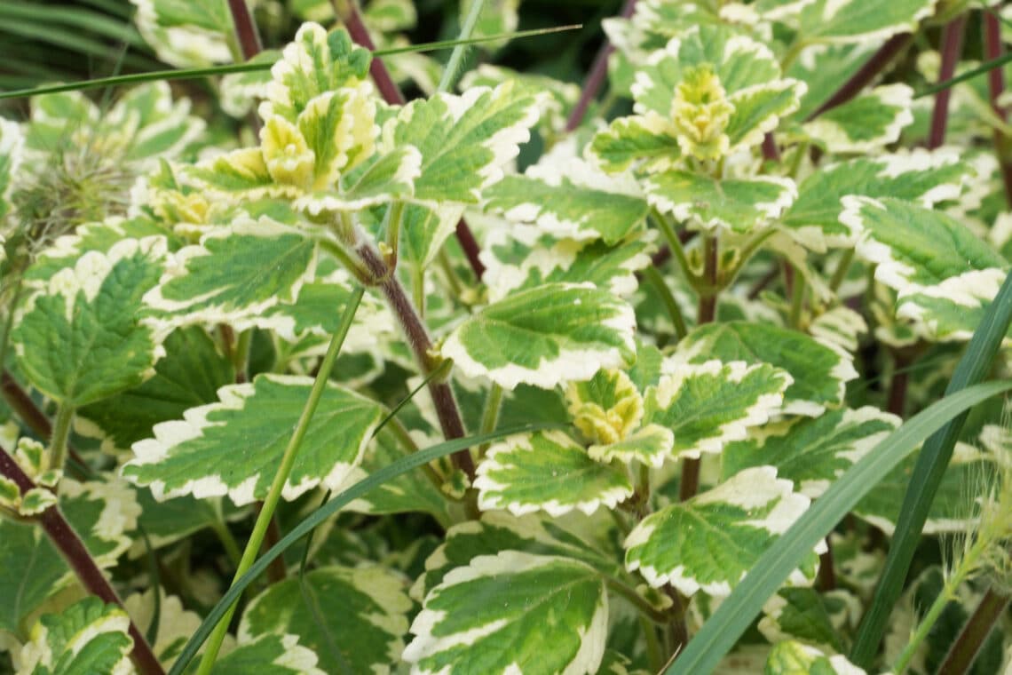 Weihrauchpflanze (Plectranthus coleoides)