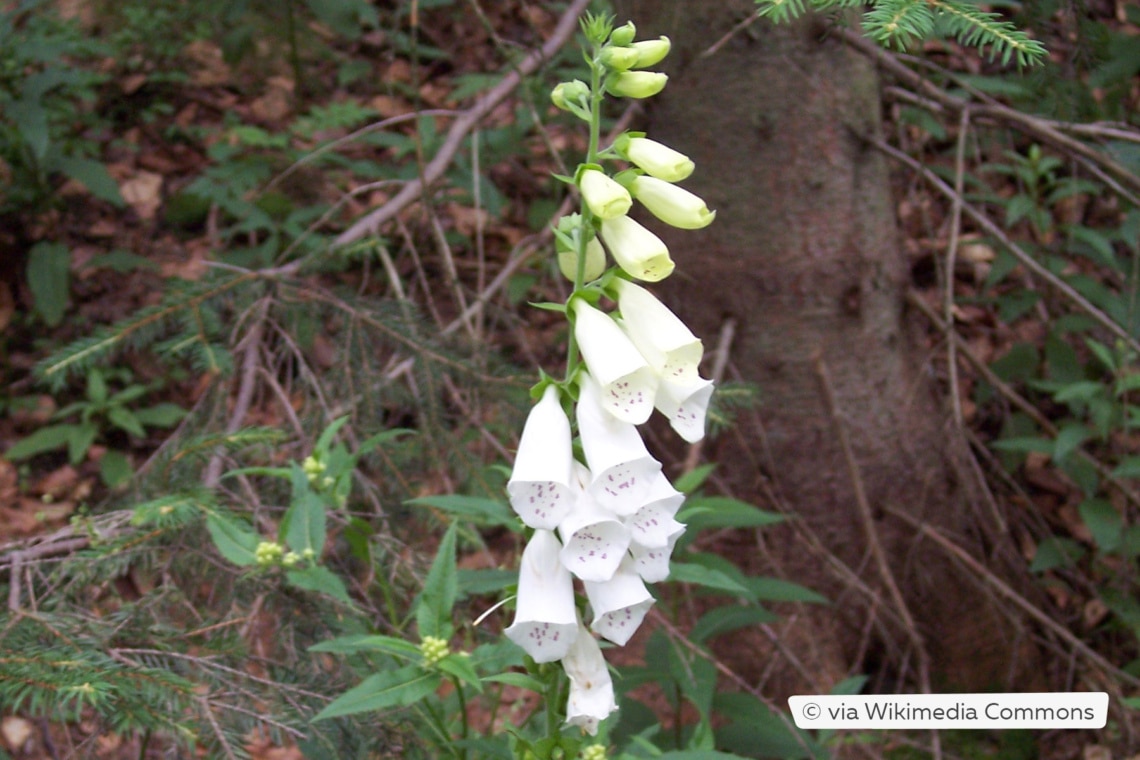 Weißblühender Fingerhut (Digitalis purpurea 'Alba')