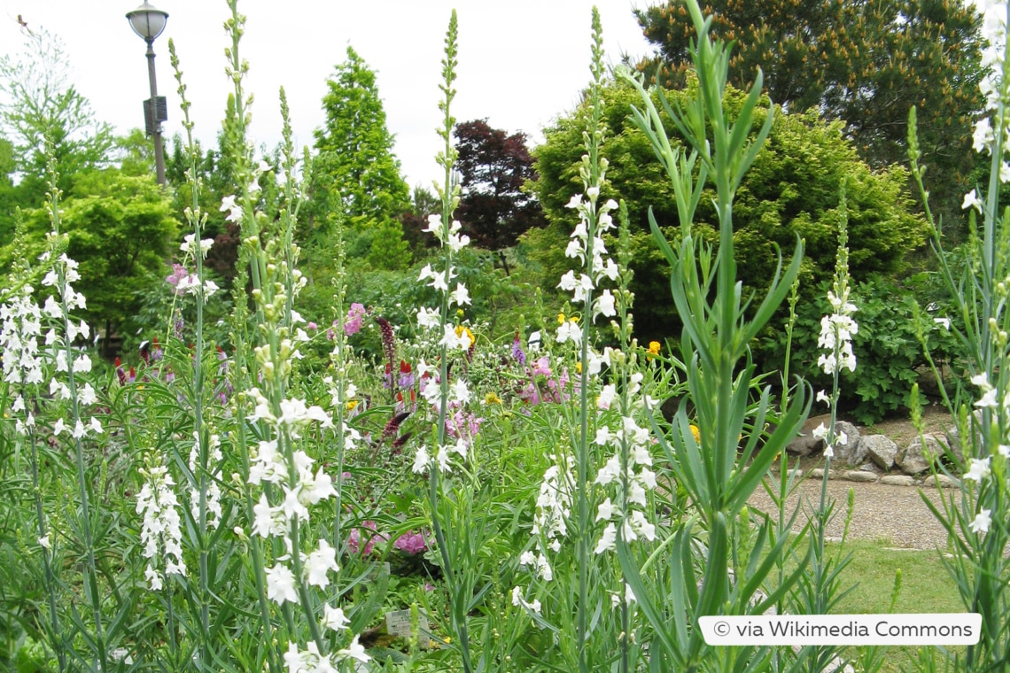 Weißes Leinkraut (Linaria purpurea 'Alba')