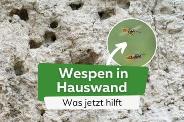 Wespen in Hauswand